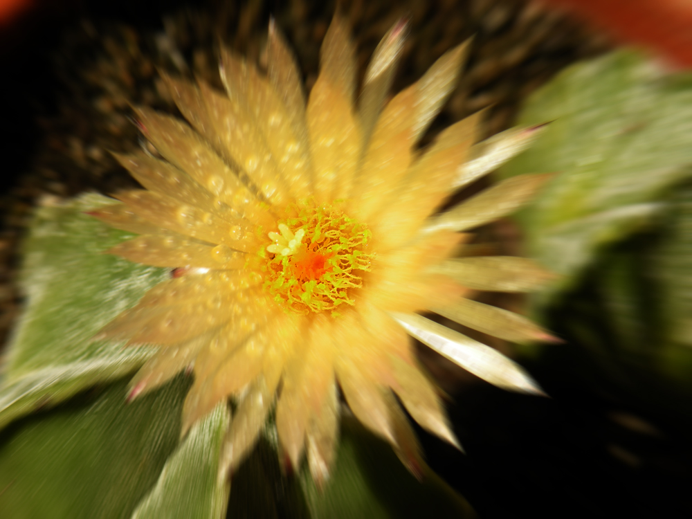 Astrophytum