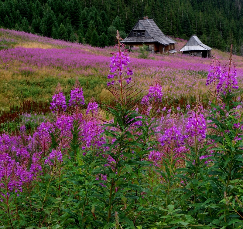 Hala Gąsienicowa