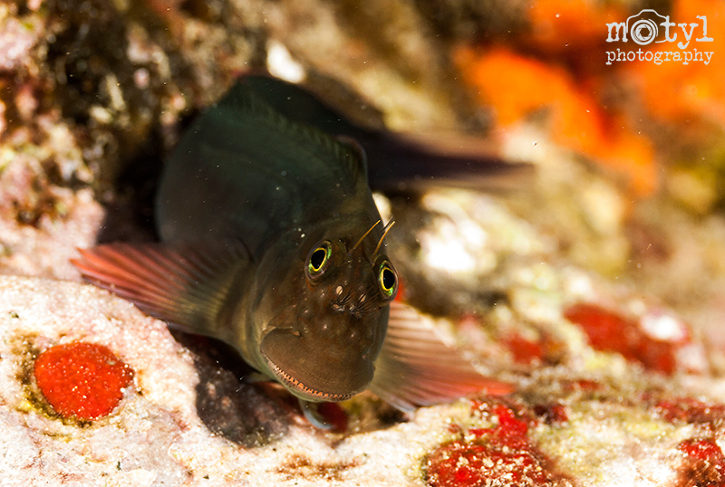 Smiling Goby