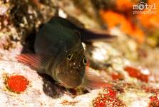 Smiling Goby