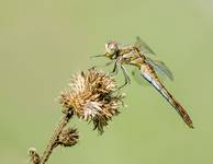 Szablak zwyczajny (Sympetrum vulgatum)