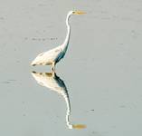 Czapla biała (Ardea alba)