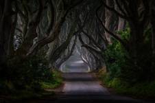 Dark Hedges II - N. Ireland