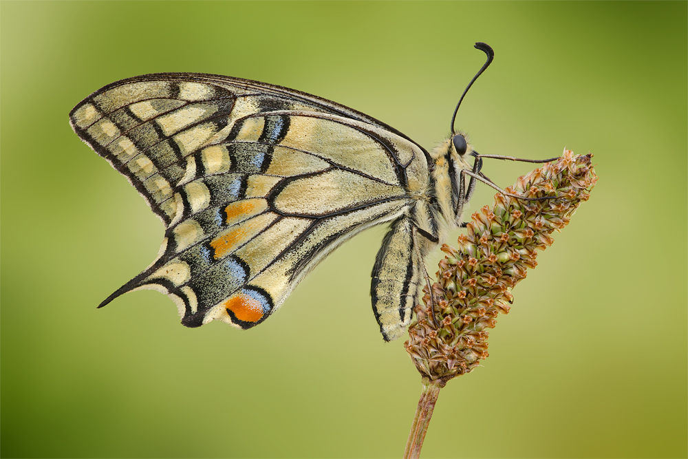 Papilio machaon