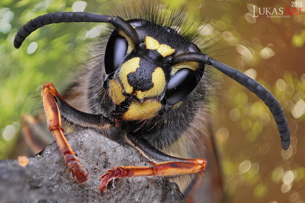 Osa pospolita (Vespula vulgaris)