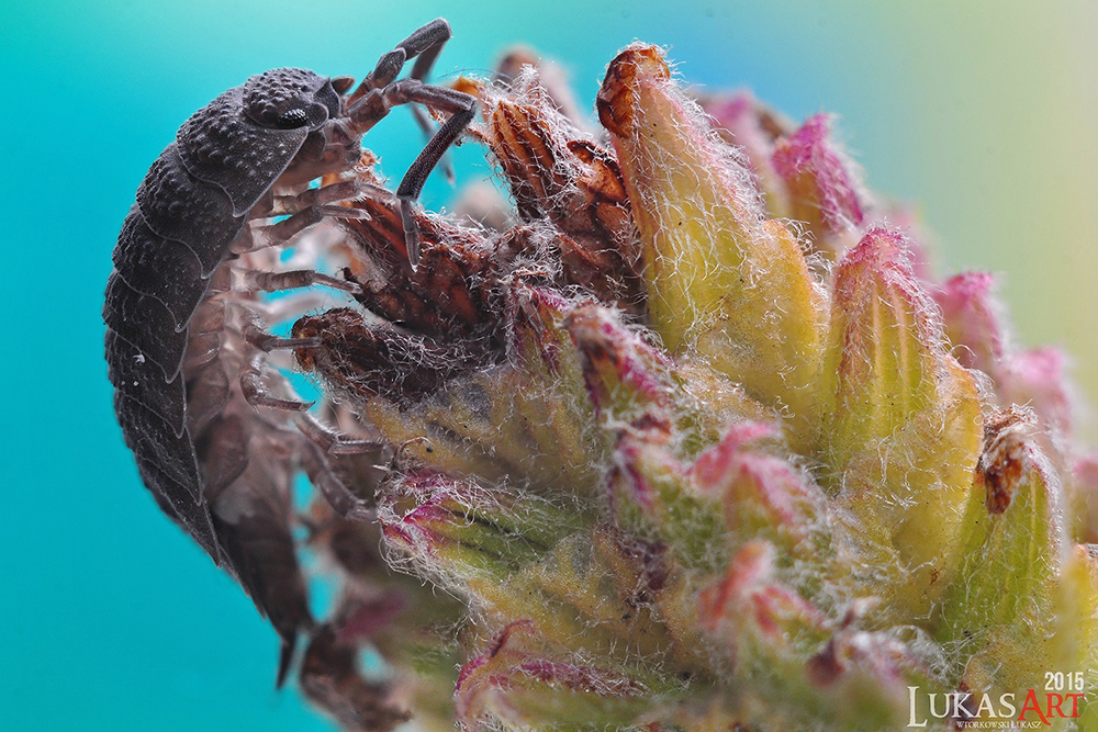 Prosionek (Porcellio spinicornis)