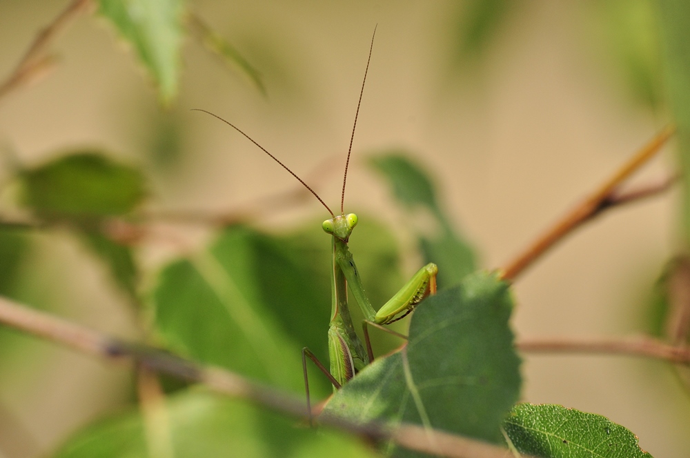 Modliszka zwyczajna (Mantis religiosa)