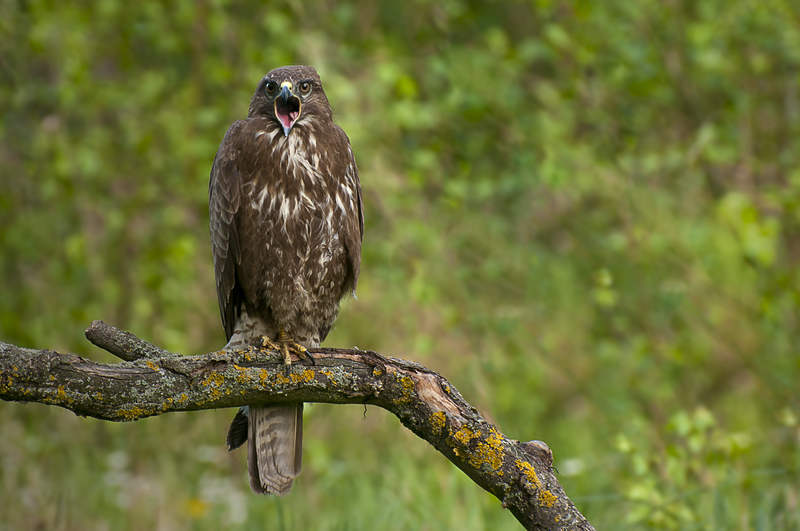 Myszołów (Buteo buteo)