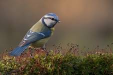 Sikora modra (Cyanistes caeruleus)