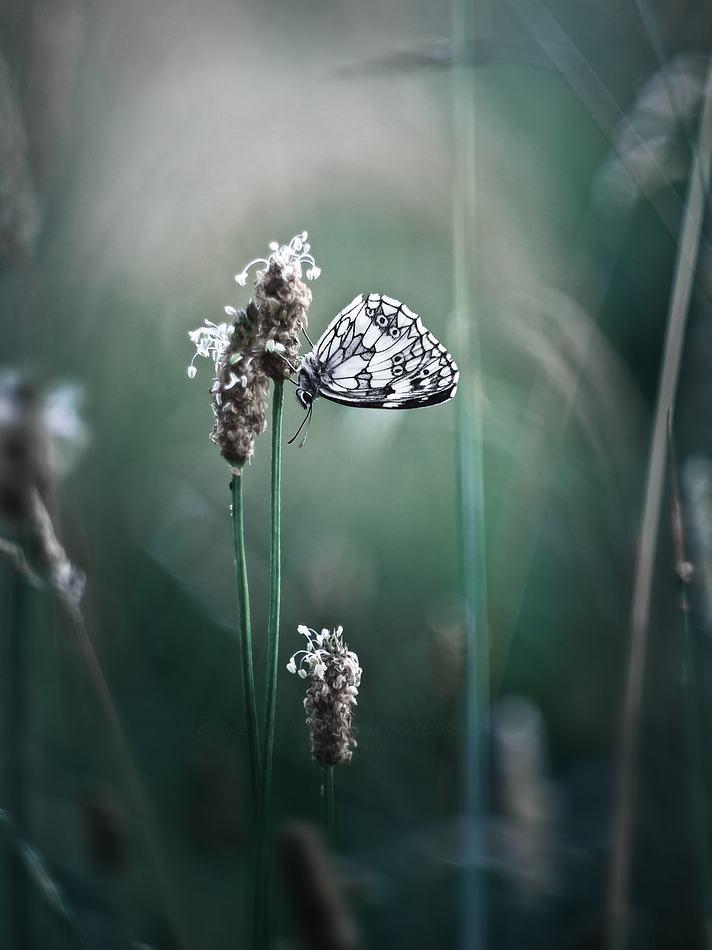 Polowiec szachownica (Melanargia galathea)