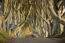 The Dark Hedges