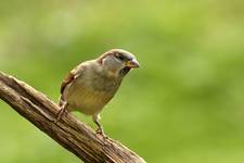 Jagodnik (Passer domesticus)