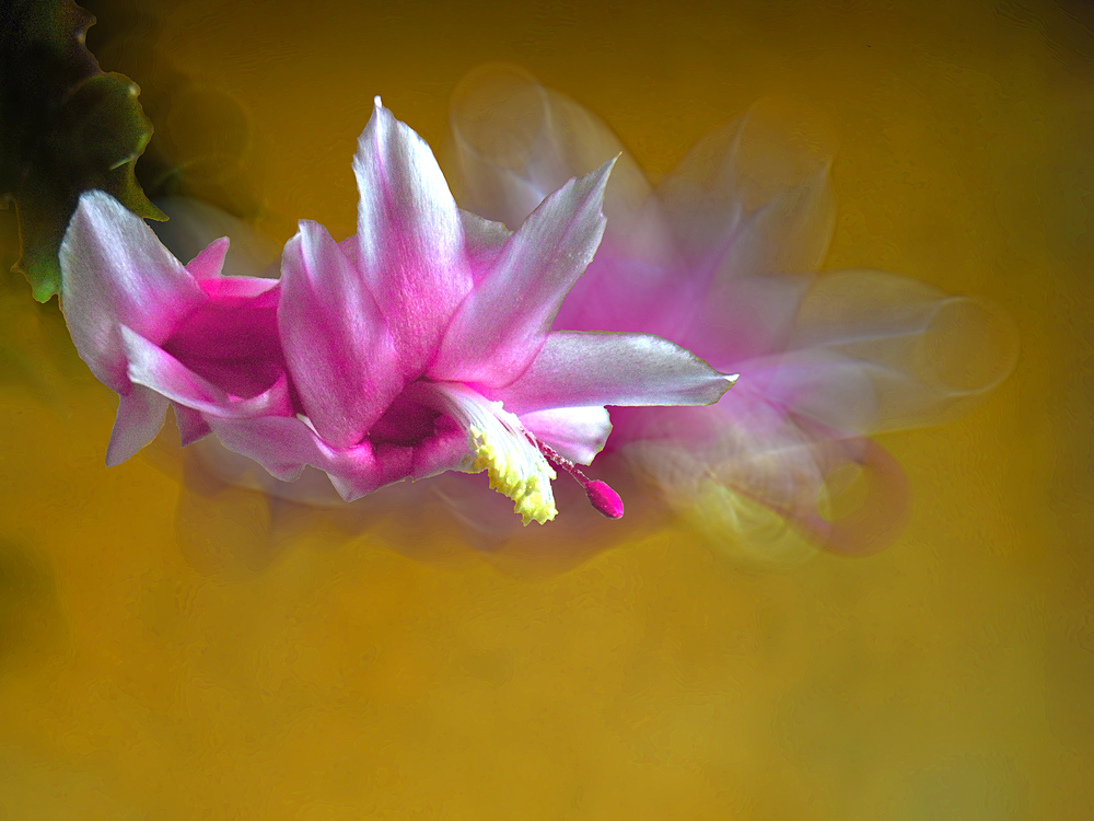 Szlumbergera