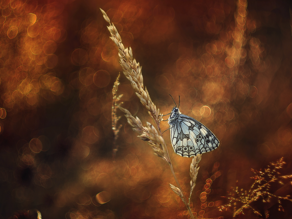 Polowiec szachownica (Melanargia galathea)