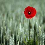 Papaver rhoeas