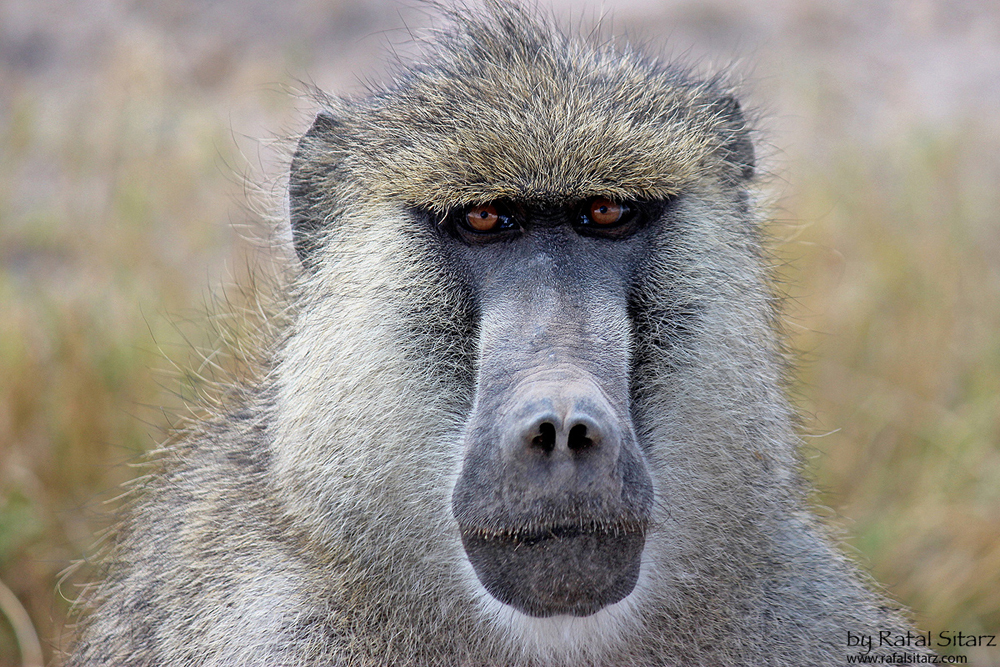 Amboseli