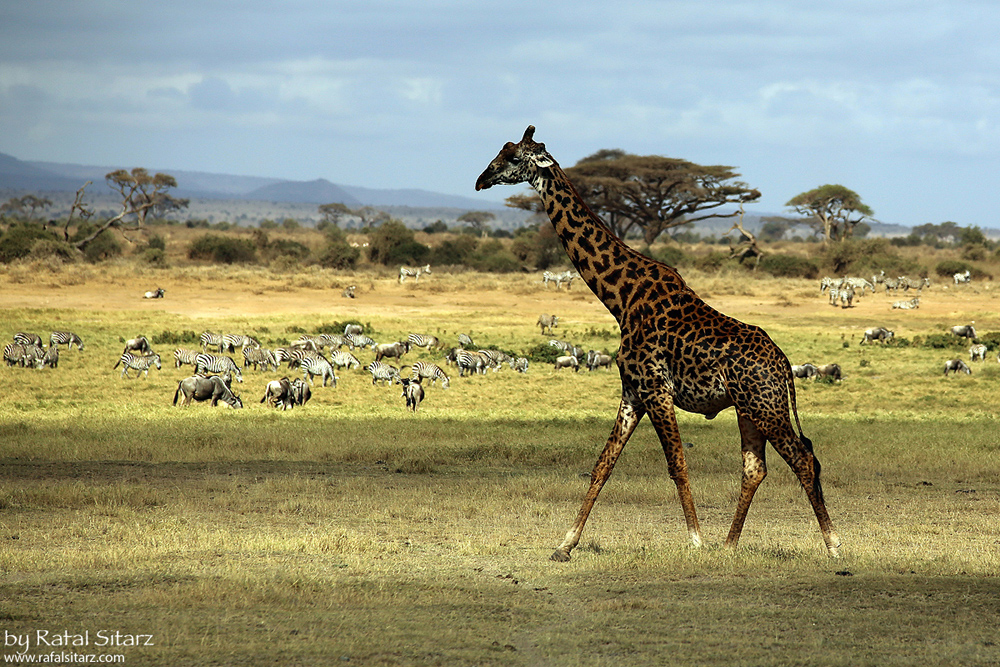 Amboseli, Kenia