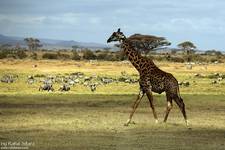 Amboseli, Kenia