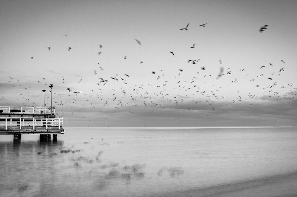 A pack of birds over the sea