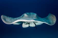 Atlantic Stingray