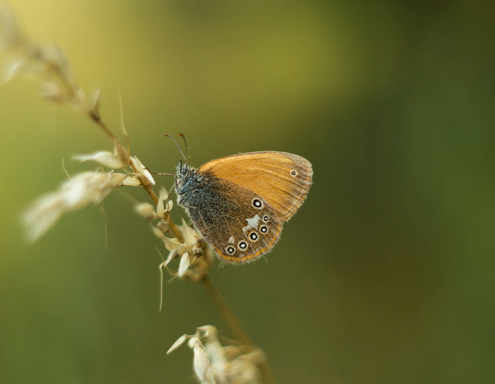 Coenonympha glycerion