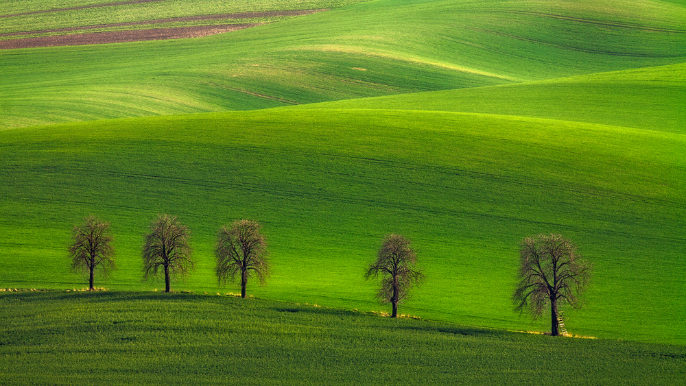 Fields of Green Velvet...