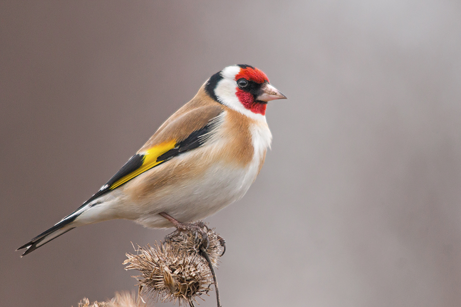 Szczygieł-Carduelis carduelis