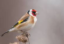 Szczygieł-Carduelis carduelis