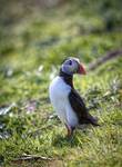 Puffin