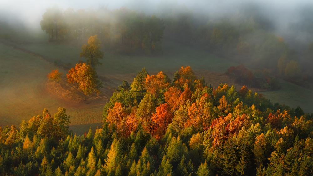 The Leaves All Gold and Red.