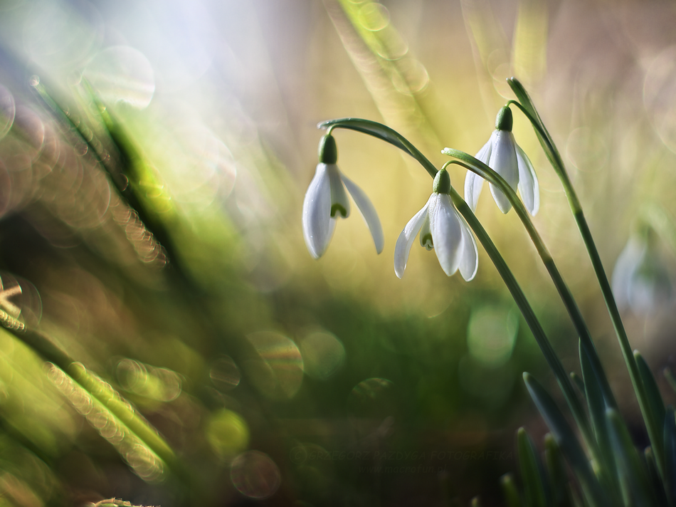 Śnieżyczka przebiśnieg (Galanthus nivalis L.)