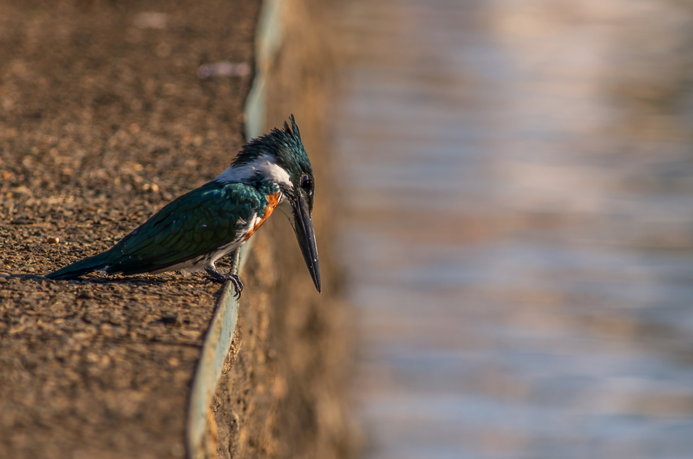 Rybaczek amazoński (Chloroceryle amazona)