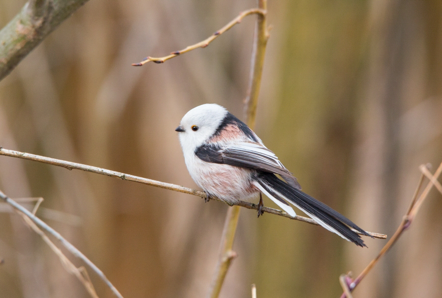 Raniuszek / Aegithalos caudatus