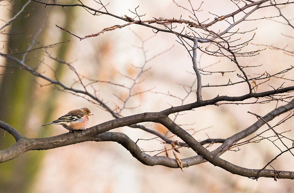 Zięba / Fringilla coelebs