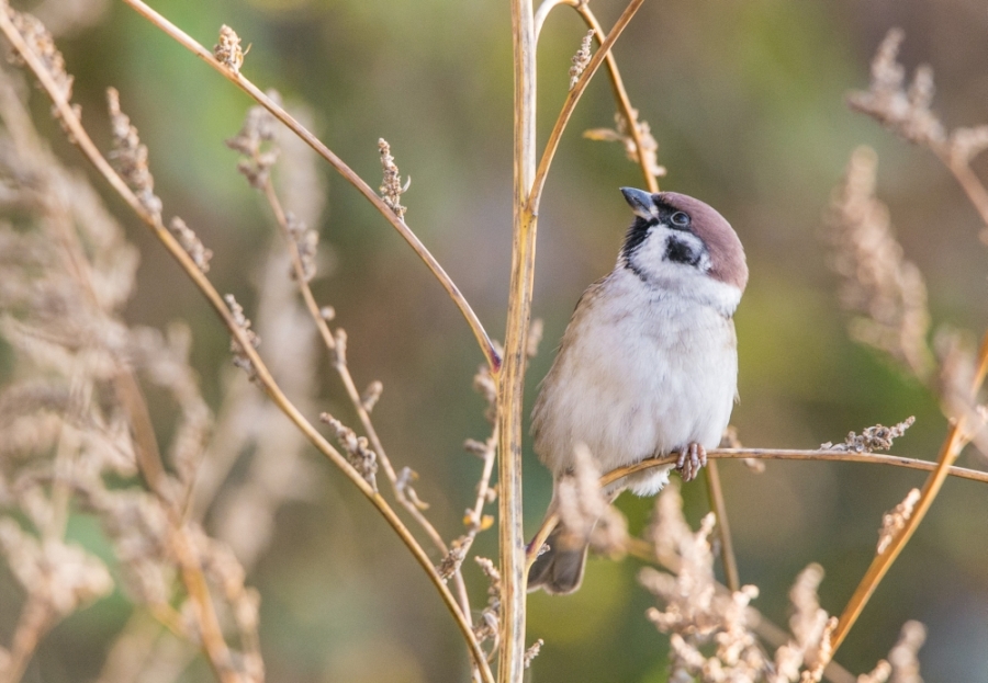 Mazurek / Passer montanus