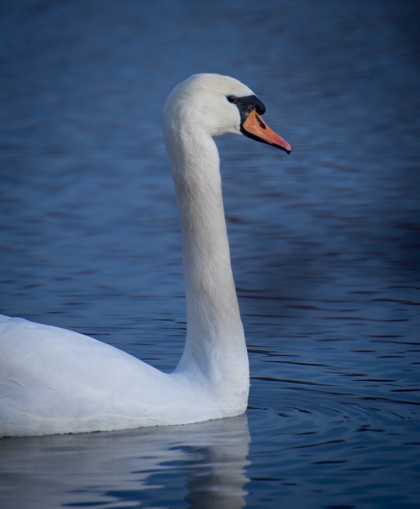 Łabędź niemy