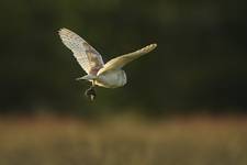 Płomykówka (Tyto alba) Barn Owl