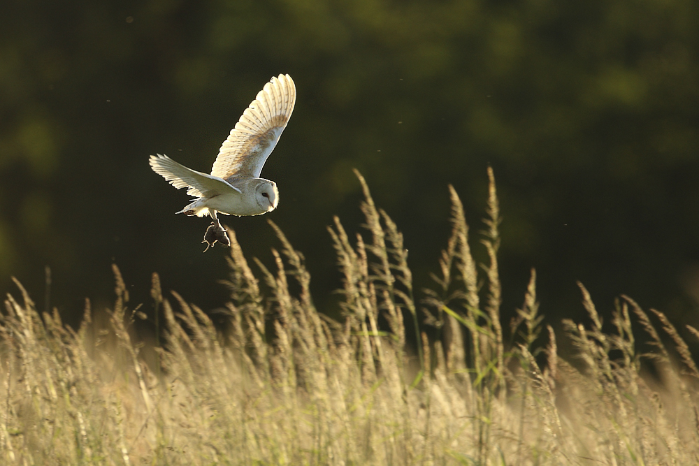 Płomykówka The Barn Owl (Tyto alba)