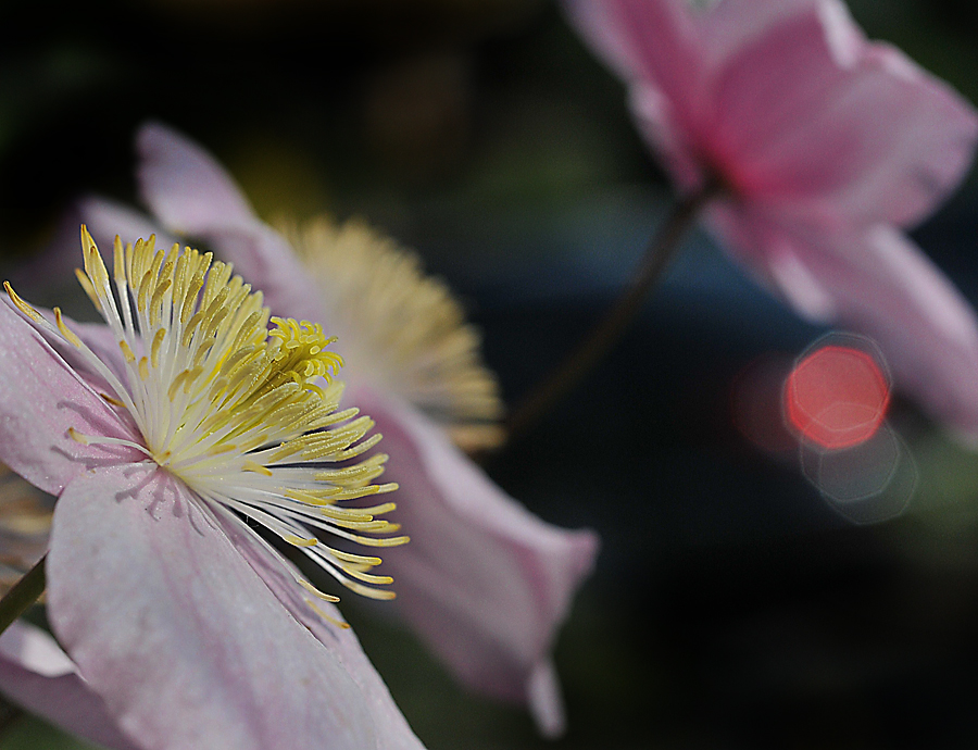 clematis macro