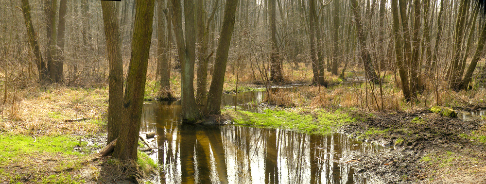 Bogdanka