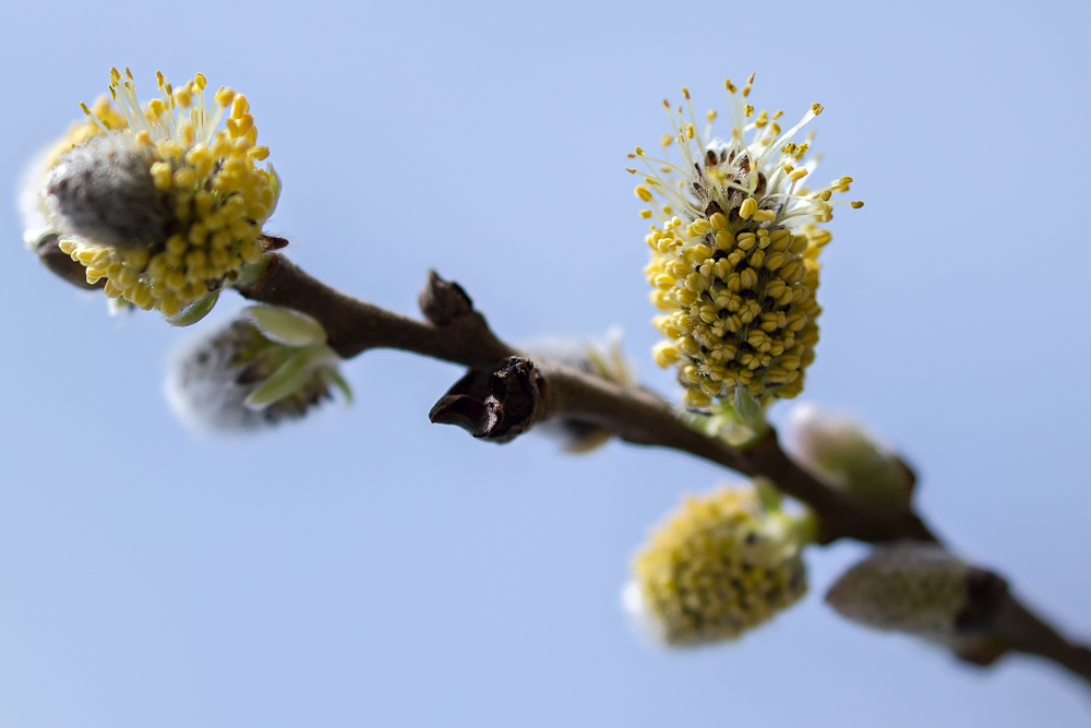 Salix viminalis L.