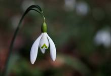 Galanthus nivalis