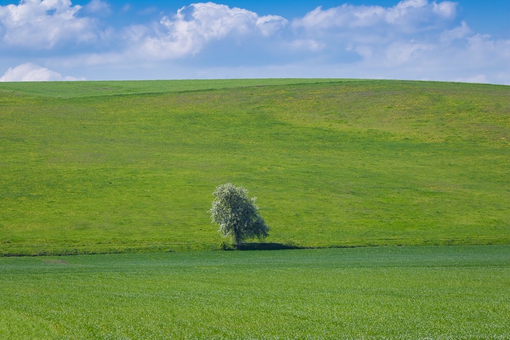 Samotnik