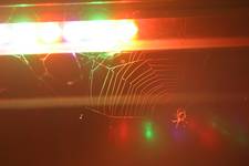 DiscoSpider