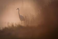 Czapla biała (Egretta alba)