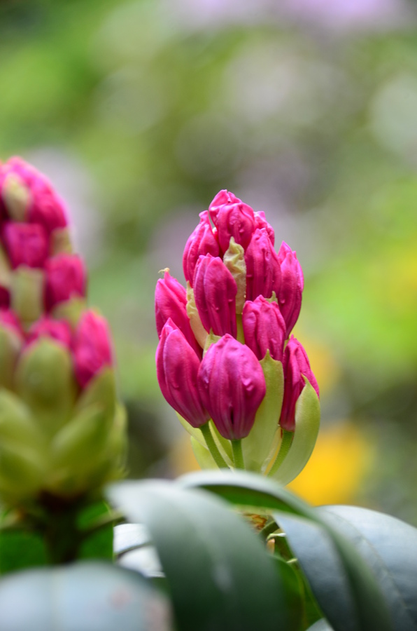 Rododendron.