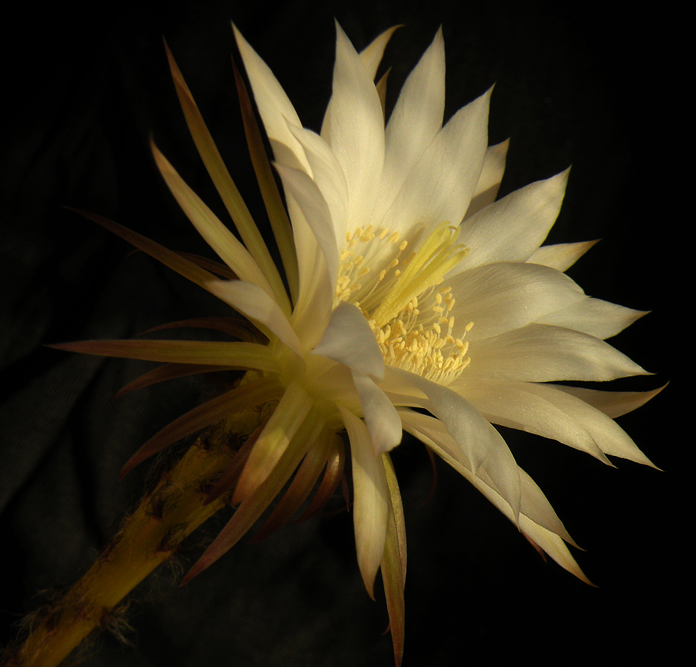 Echinopsis