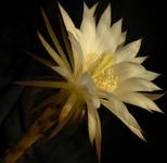 Echinopsis