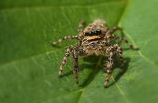 Jumping spider