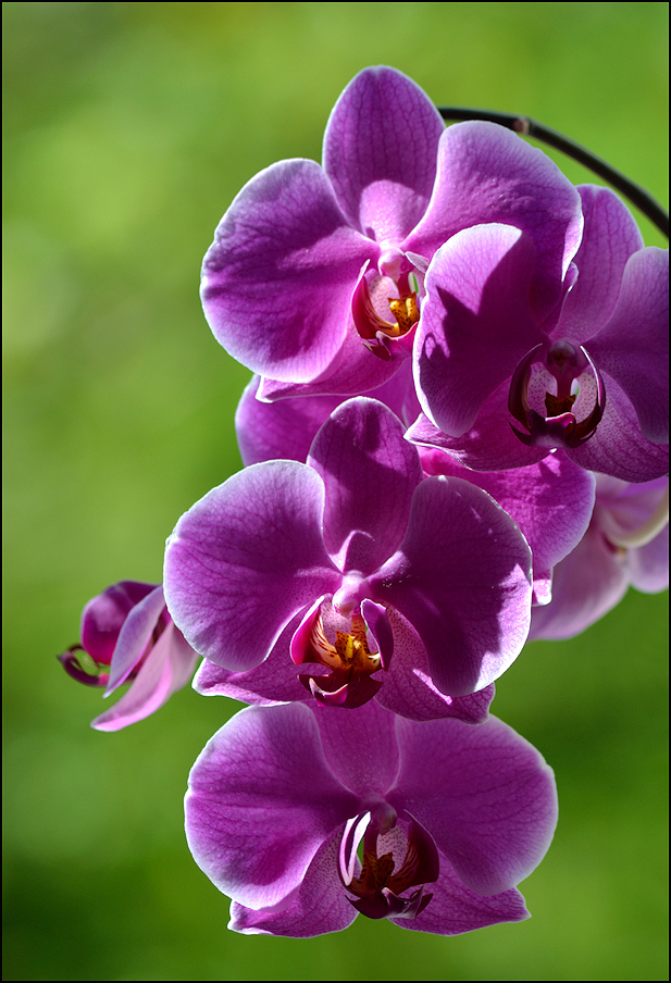 Orchidea ...